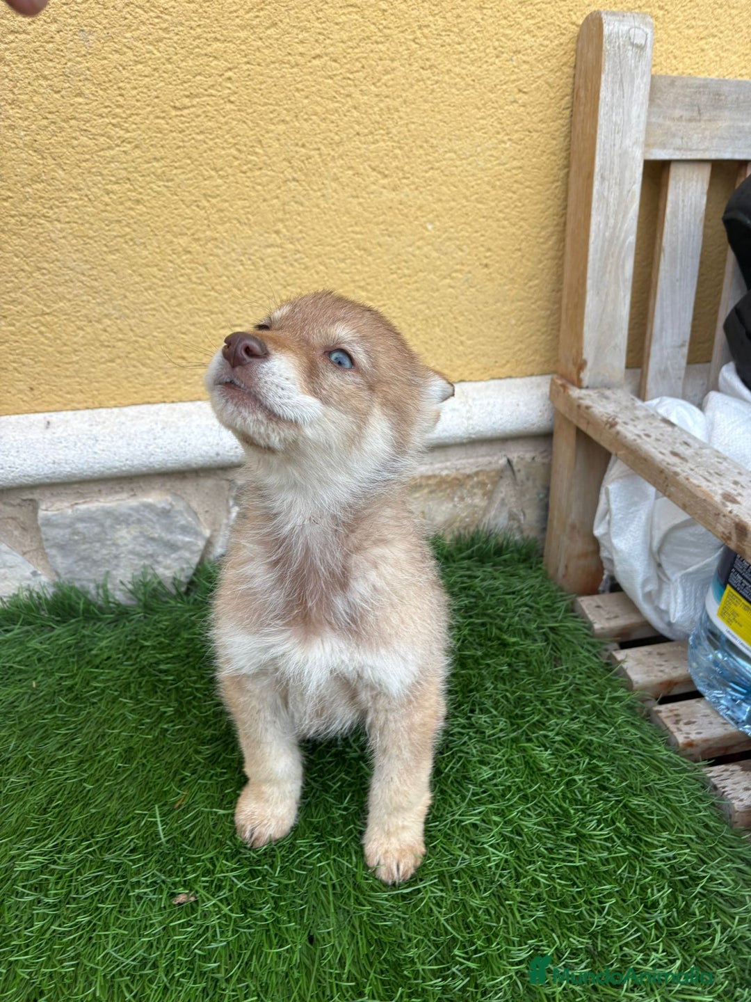 Perro Lobo de Saarloos perros en venta: Camada de Perro lobo Iberico impresionantes  - Anuncio 8