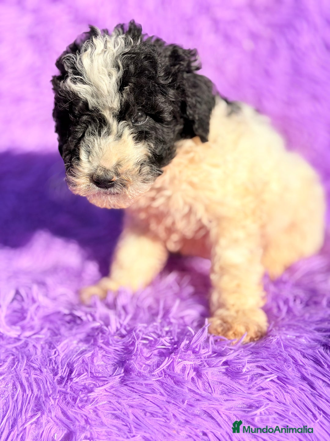 Perro de Agua Español perros en venta: Pdae blanca y negra  - Anuncio 3