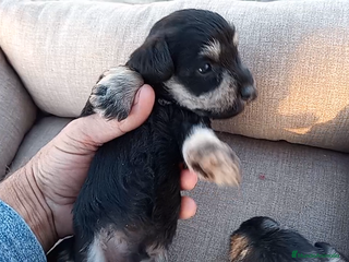 Schnauzer Miniatura perros en Almería - Anuncio 5