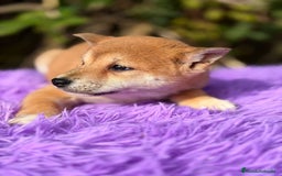 Shiba Inu perros en venta: Shiba Inu Rojo - Anuncio 2