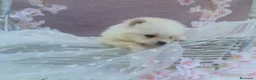 Pomerania perros en venta: PRECIOSO CACHORITO DE POMERANIA TOY    - Anuncio 13