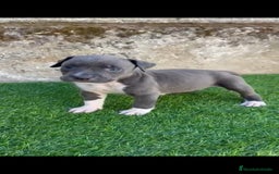 American Staffordshire-Terrier perros en venta: American Stanford  - Imagen 7