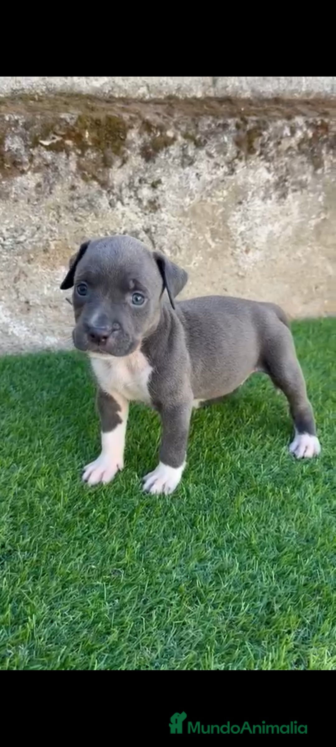 American Staffordshire-Terrier perros en venta: American Stanford  - Imagen 7