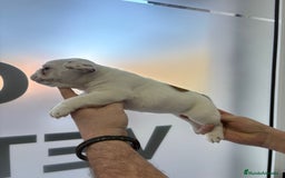 Bulldog Francés perros en venta: Bulldog francés  - Anuncio 6