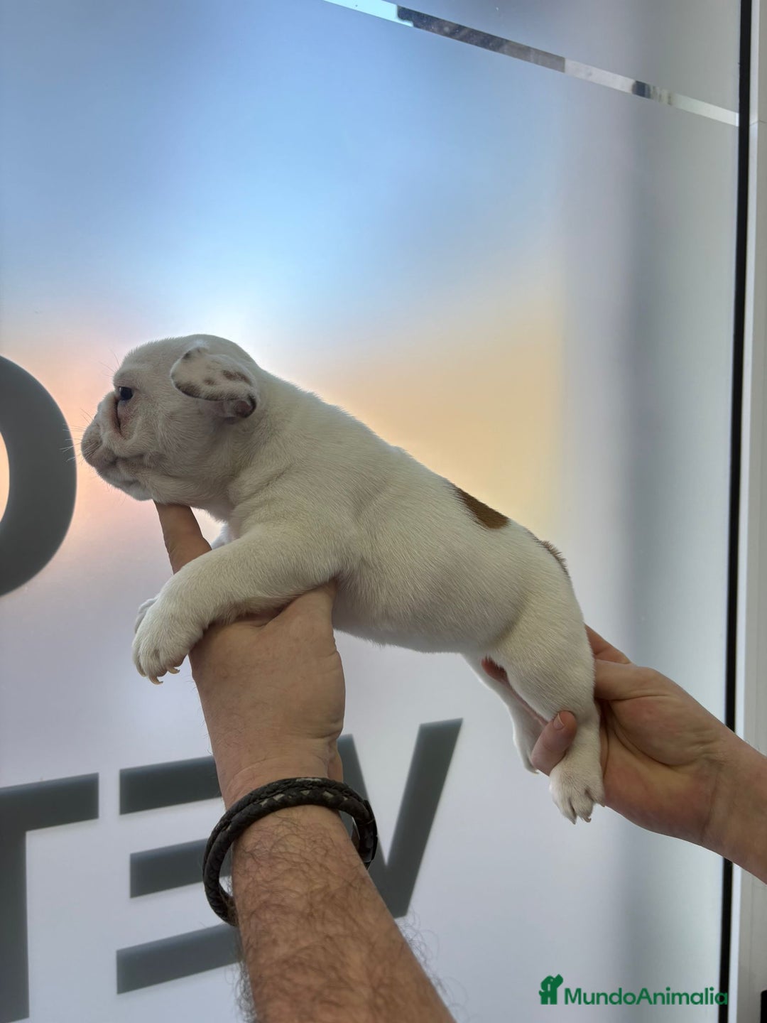 Bulldog Francés perros en venta: Bulldog francés  - Anuncio 6