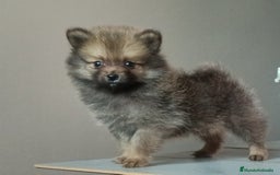 Pomerania perros en venta: 🌟✨ Cachorrito Pomerania Enano en Venta ✨🌟 - Imagen 1