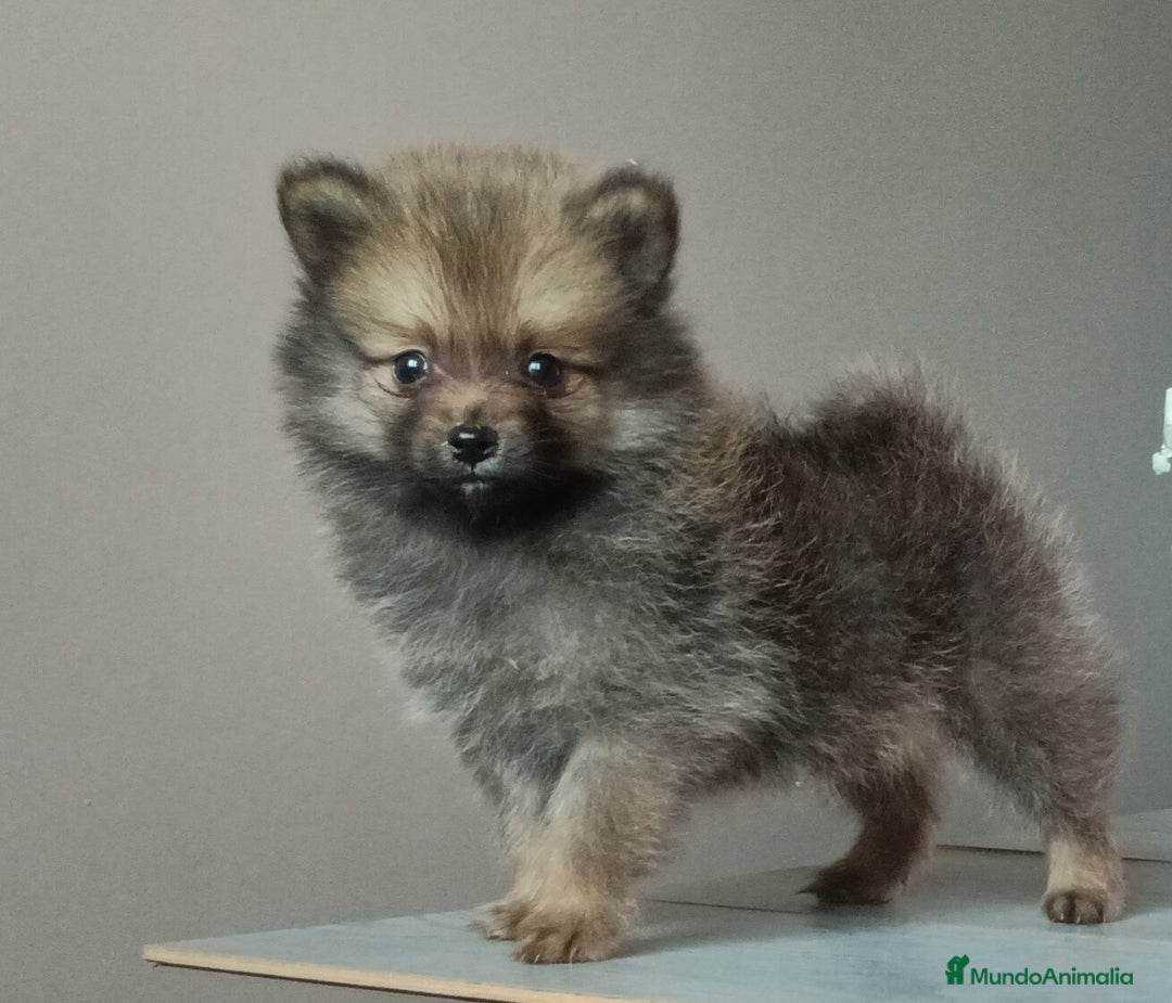 Pomerania perros en venta: 🌟✨ Cachorrito Pomerania Enano en Venta ✨🌟 - Imagen 1