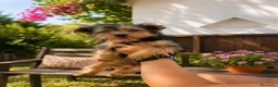 Yorkshire Terrier perros en venta: Preciosos cachorros de Yorkshire Terrier! 🐶✨ - Anuncio 1