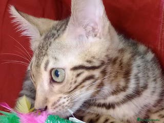 Bengalí gatos Bengali Macho 6261 - AQUANATURA en Barcelona - Anuncio 5