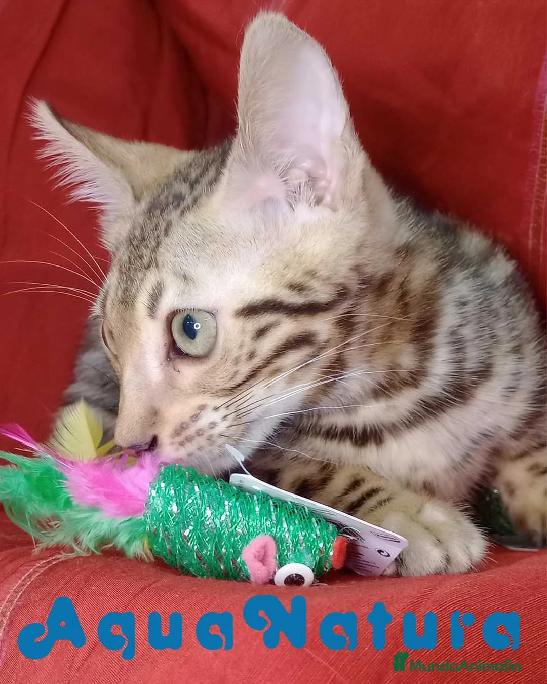Bengalí gatos en venta: Bengali Macho 6261 - AQUANATURA  en Barcelona - Anuncio 1