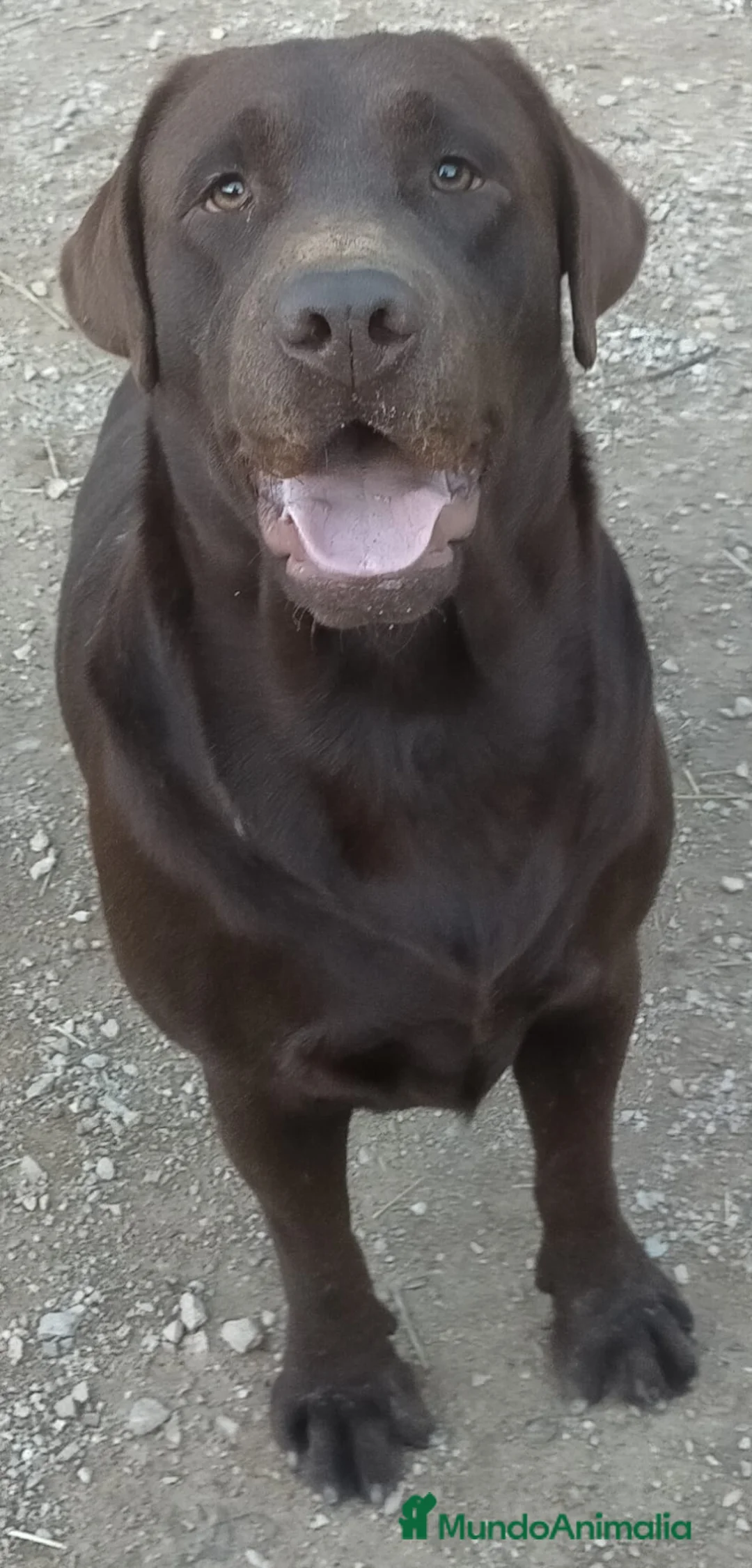 Labrador Retriever perros en venta: Labradores chocolate  - Anuncio 4