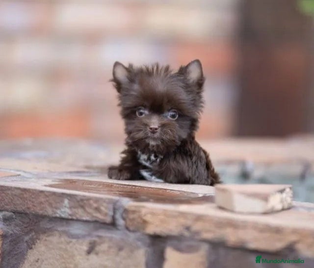 Yorkshire Terrier perros Exclusivos Yorkshire Chocolate toy - Anuncio 4