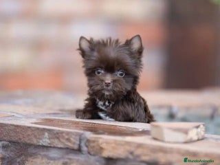 Yorkshire Terrier perros Exclusivos Yorkshire Chocolate toy - Anuncio 6