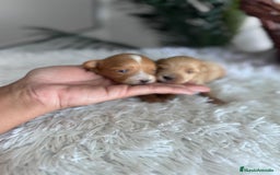 Maltipoo perros en venta: MALTIPOO MACHOS - Imagen 14