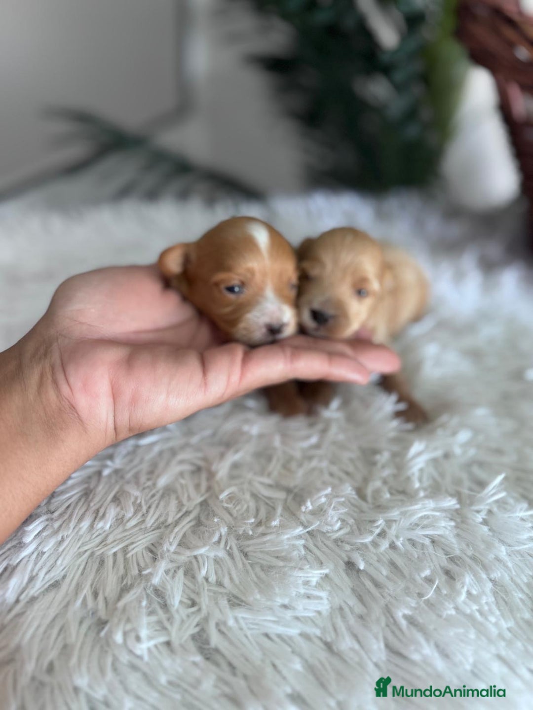 Maltipoo perros en venta: MALTIPOO MACHOS - Imagen 14