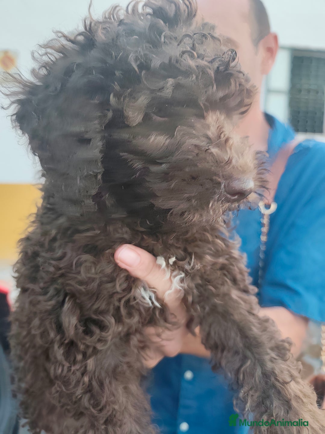 Perro de Agua Español perros en venta: Chocolate y rabon de nacimiento  - Imagen 2