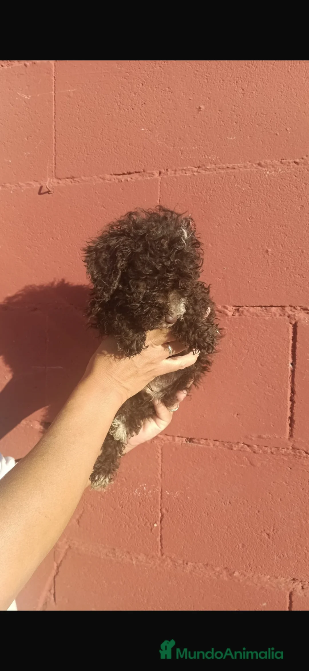 Perro de Agua Español perros en venta: Perros de agua🐶🐾 en Sevilla - Anuncio 6
