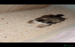 Shih Tzu perros en venta: Shitzu última hembra!! - Imagen 1