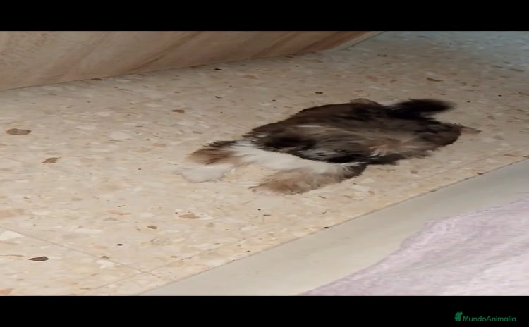 Shih Tzu perros - Anuncio 3