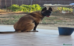 Raza Mixta perros en venta: Camada  - Imagen 2