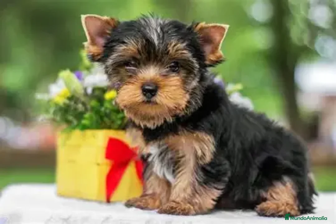 Yorkshire Terrier perros en venta: CACHORRO YORKSHIRE - 650 - Anuncio 1