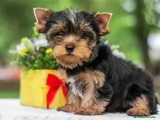 Yorkshire Terrier perros CACHORRO YORKSHIRE - 650 - Anuncio 1