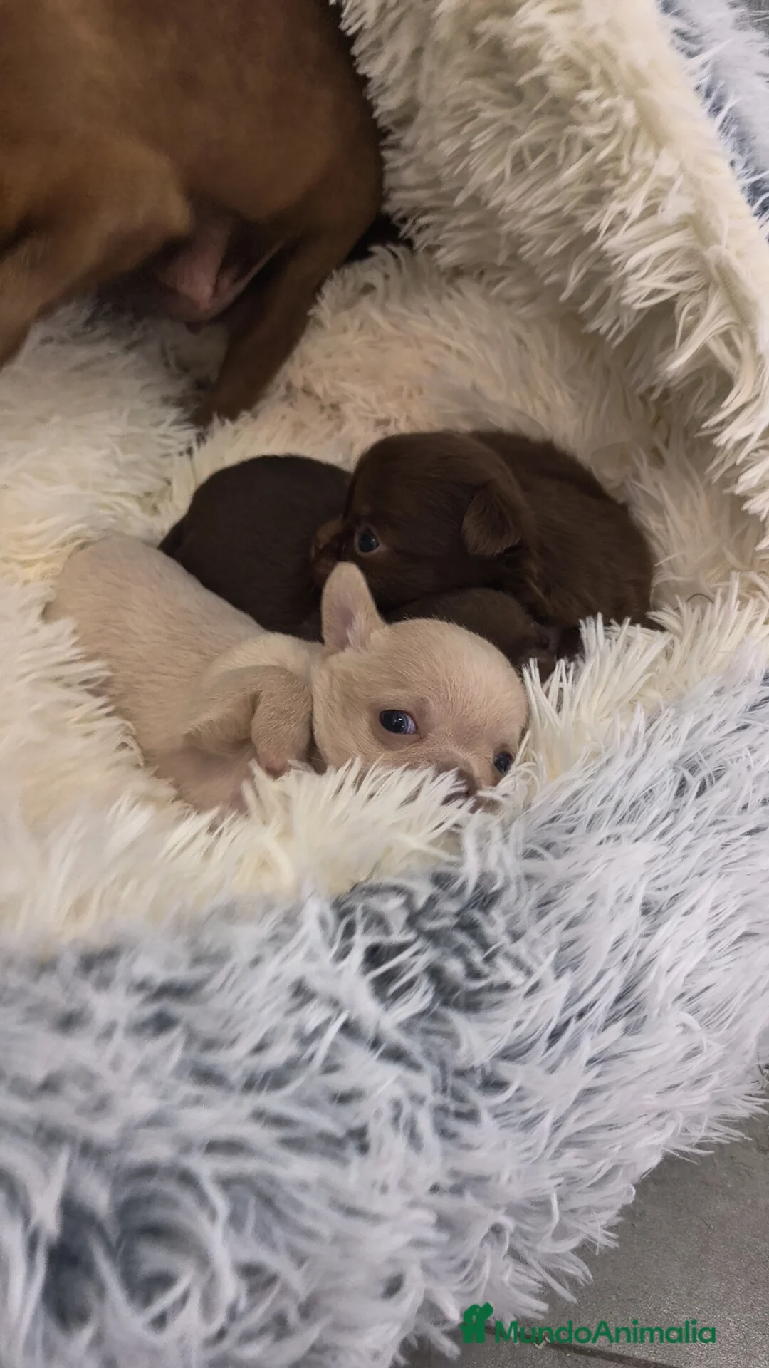 Chihuahua perros en venta: Chihuahua hembras Toy pelo largo y corto - Anuncio 10