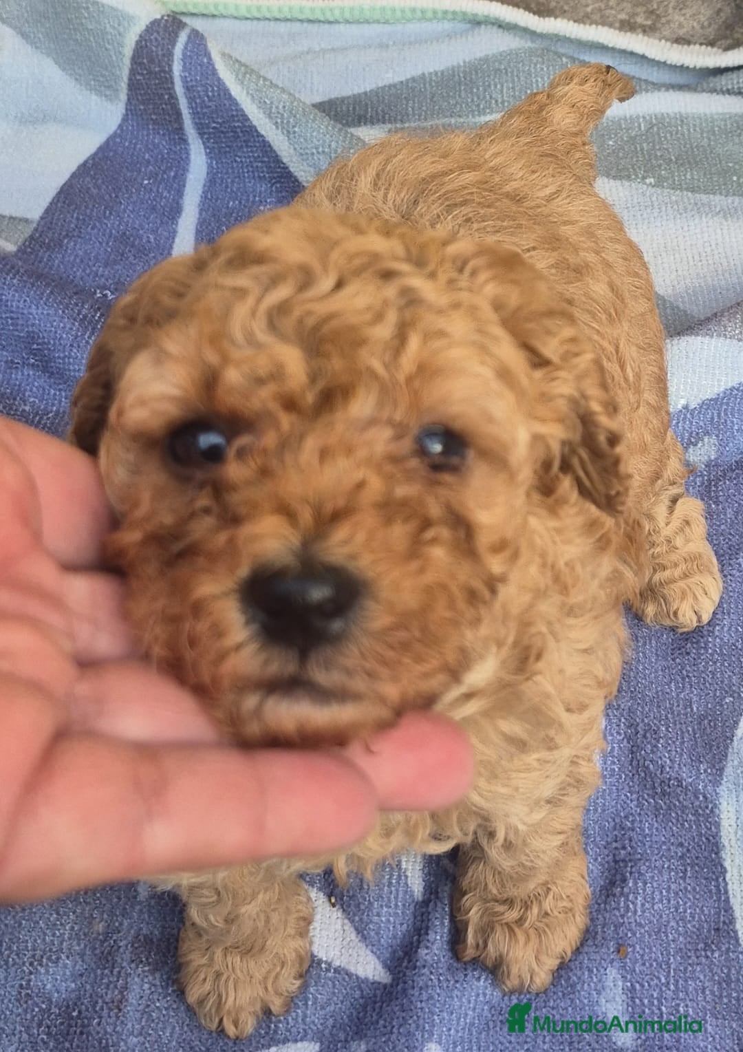 Caniche Toy perros en venta: Caniche toys  - Anuncio 3