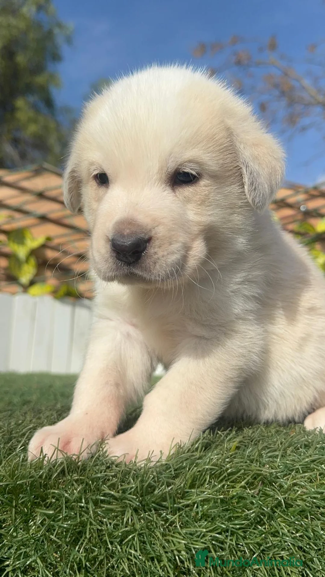 Mastín Español perros en venta: MASTIN ESPAÑOL - Anuncio 22