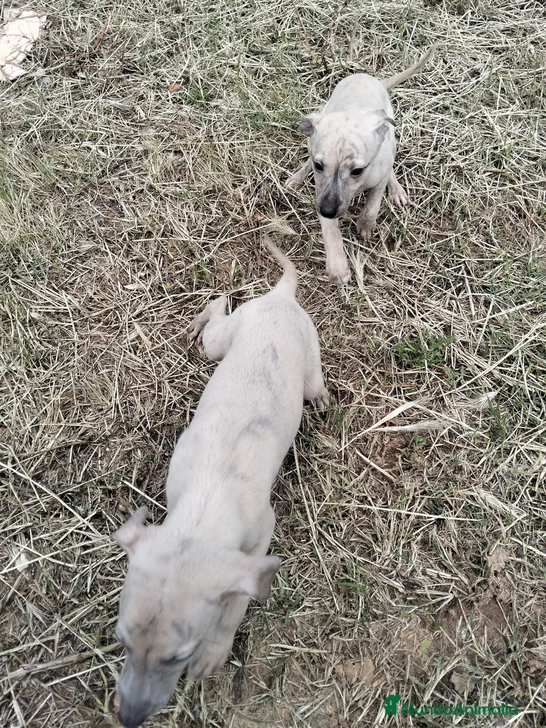 Whippet perros en venta: Whipper  - Anuncio 2