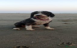 Perro de Agua Español perros en venta: Perritas de aguas - Imagen 8