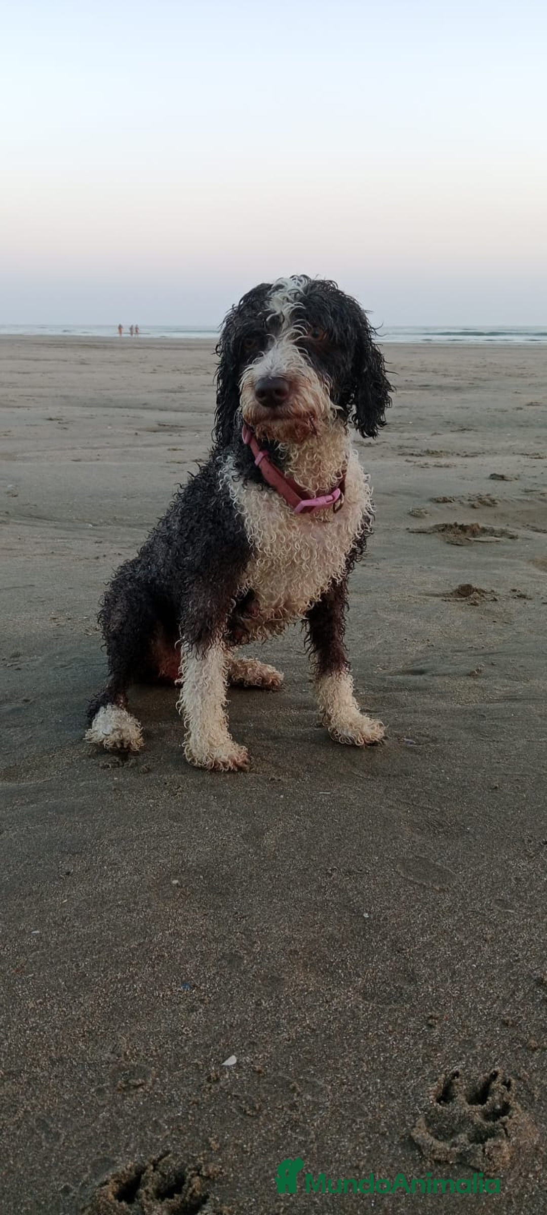 Perro de Agua Español perros en venta: Perritas de aguas - Imagen 8