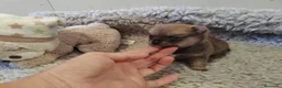 Pomerania perros en venta: Pomeranias - Anuncio 4