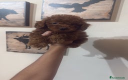 Caniche Toy perros en venta: CANICHE TOY  - Imagen 2