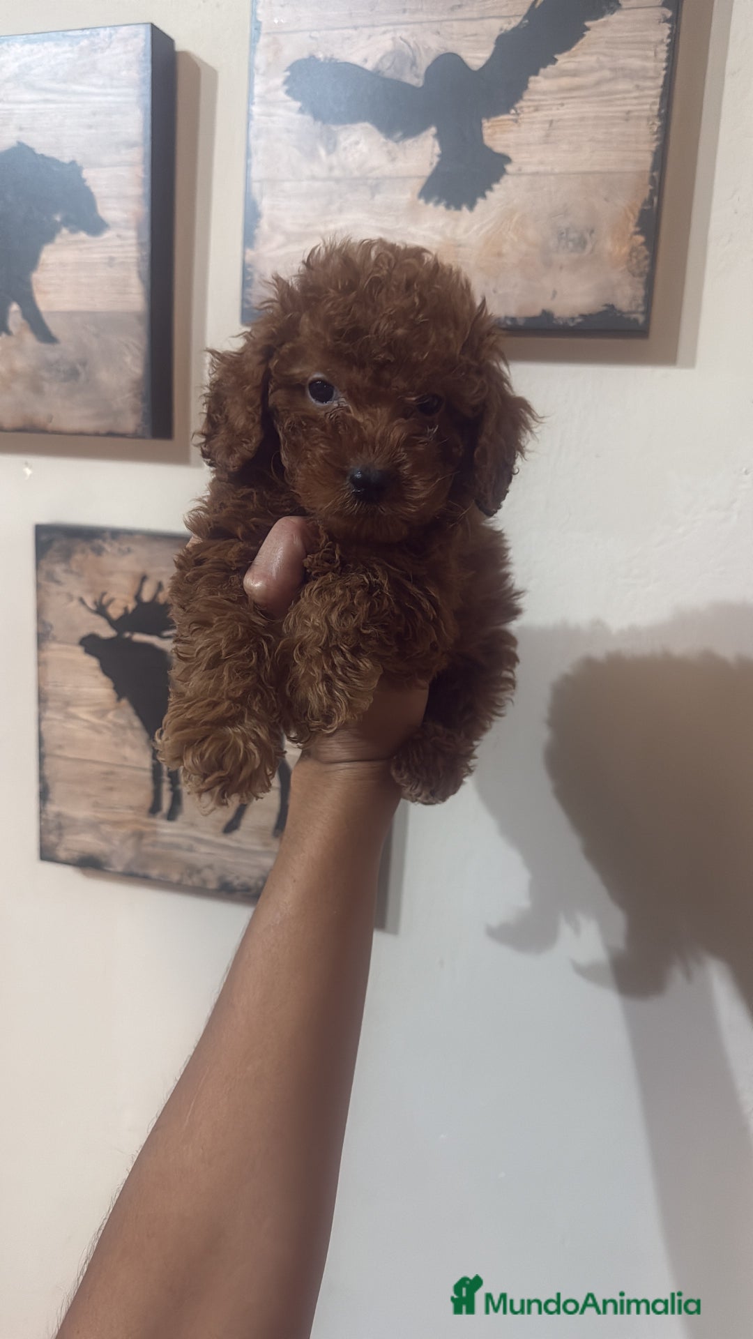 Caniche Toy perros en venta: CANICHE TOY  - Imagen 2