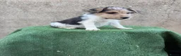 Fox Terrier de Pelo Duro perros en venta: Fox terrier pelo duro  - Anuncio 11