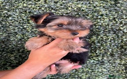 Yorkshire Terrier perros en venta: YORKSHIRE - Imagen 1