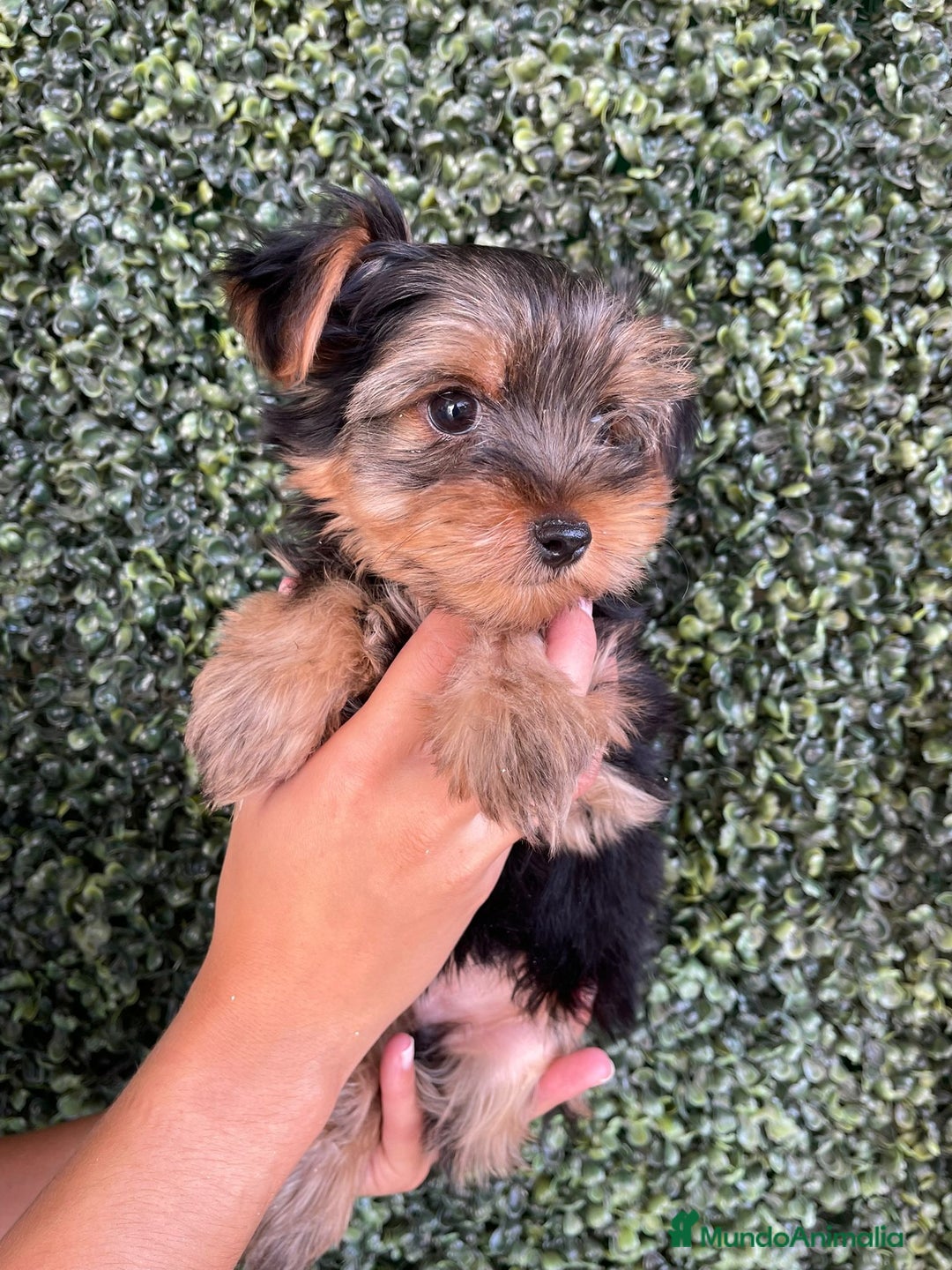 Yorkshire Terrier perros en venta: YORKSHIRE - Imagen 1