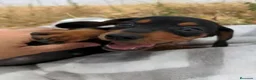 Teckel Miniatura perros en venta: Cachorros de Teckel Mini - Anuncio 12