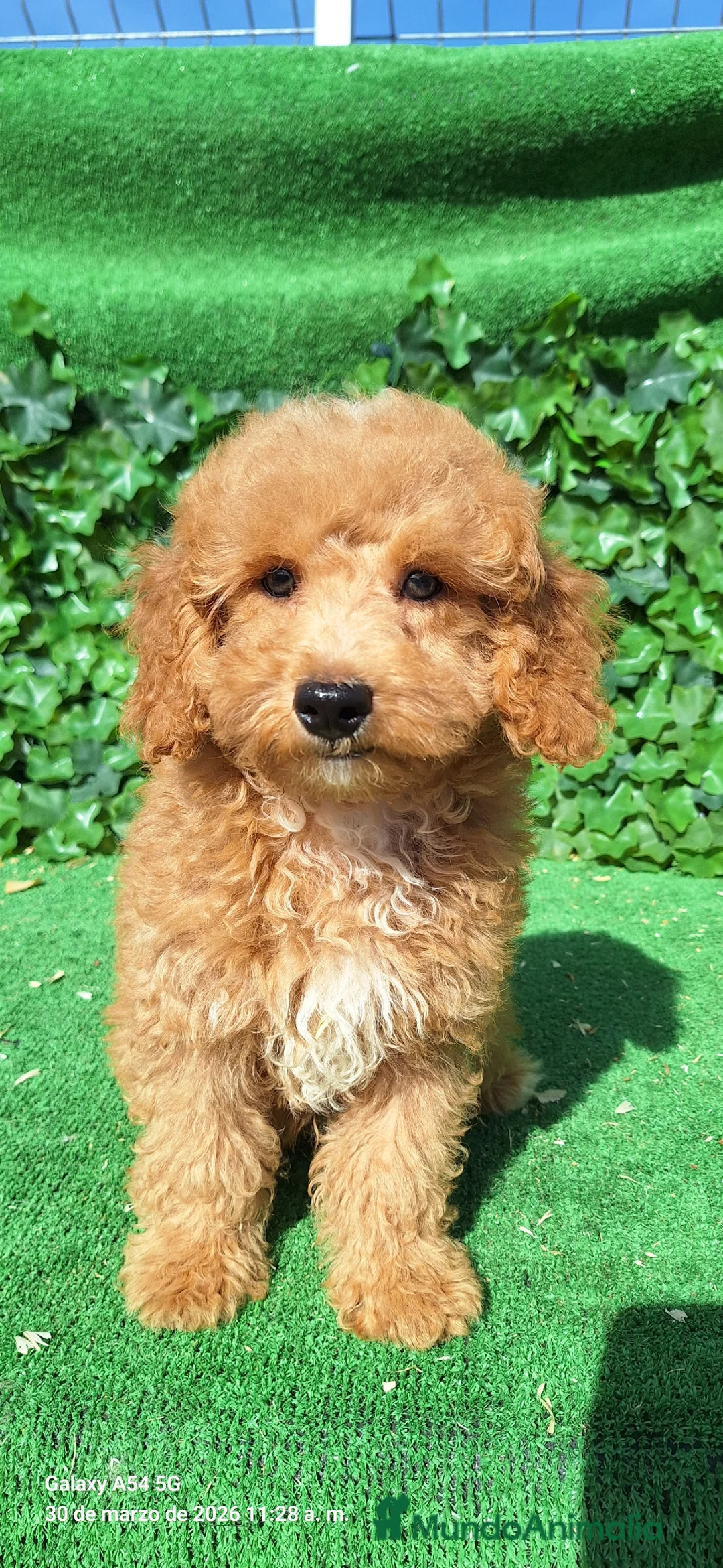 Raza Mixta perros en venta: Mestizo de perro de agua con caniche toy - Anuncio 1