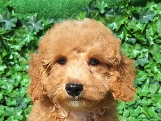 Raza Mixta perros Mestizo de perro de agua con caniche toy - Anuncio 2