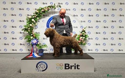 Perro de Agua Español perros en venta: Exclusiva camada de Perro de agua español  - Imagen 3