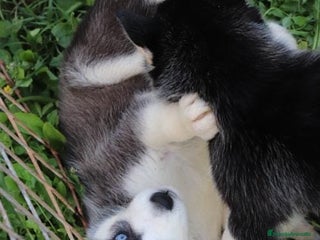 Husky Siberiano perros Cachorros de husky siberiano ojos azules - Anuncio 5