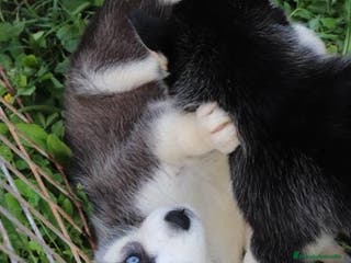 Husky Siberiano perros Cachorros de husky siberiano ojos azules - Anuncio 2