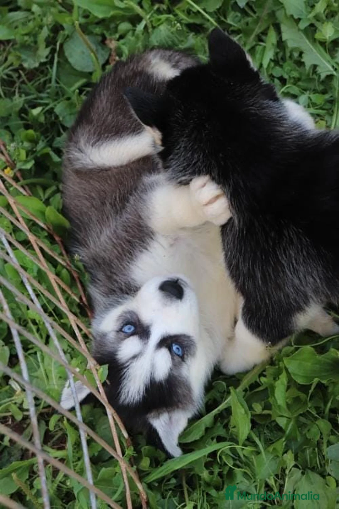 Husky Siberiano perros en venta: Cachorros de husky siberiano ojos azules  - Anuncio 1