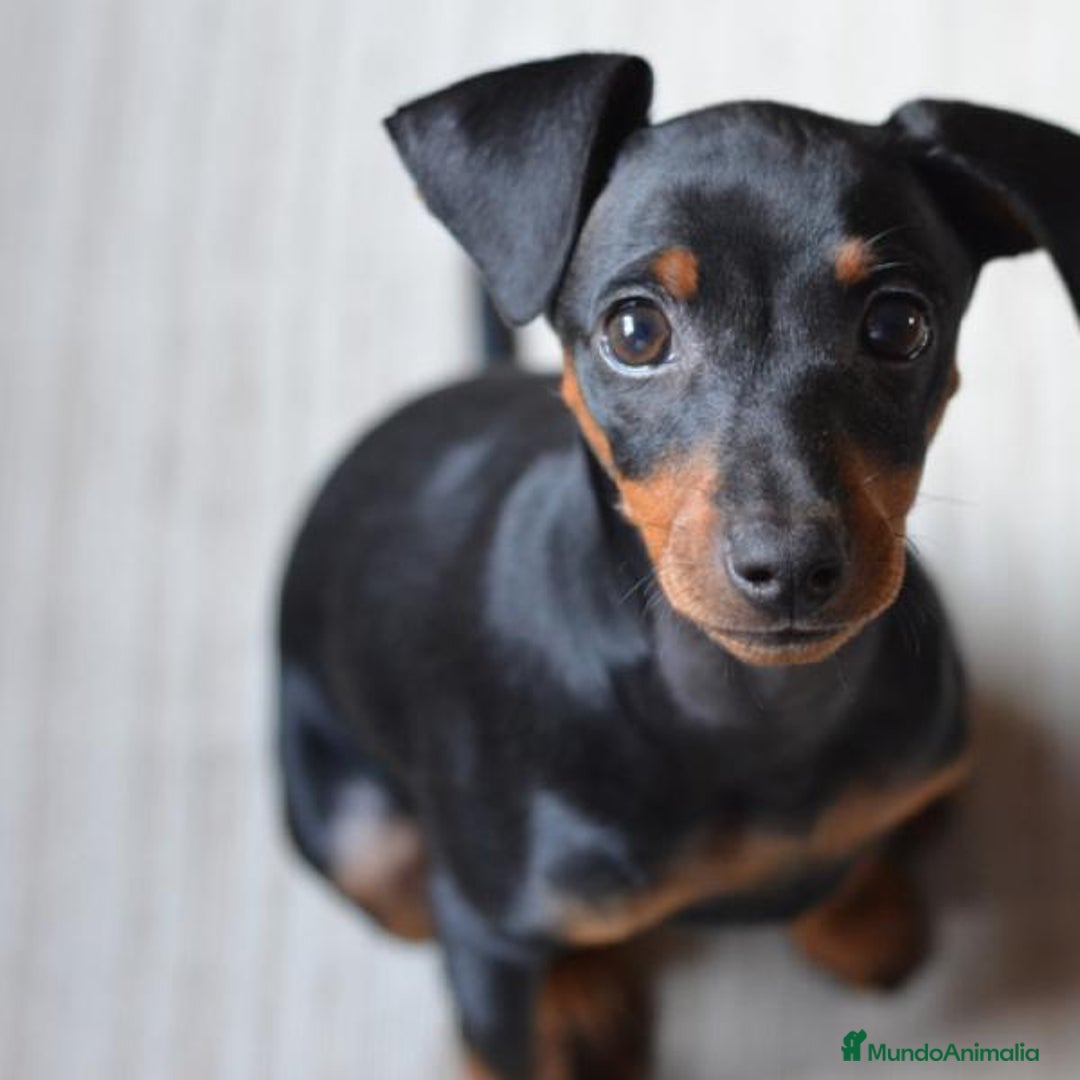 Pinscher Miniatura perros en venta: Pinscher isabelita - Anuncio 2