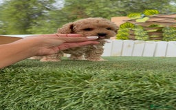 Caniche Toy perros en venta: CANICHE TOY HEMBRA - Imagen 21