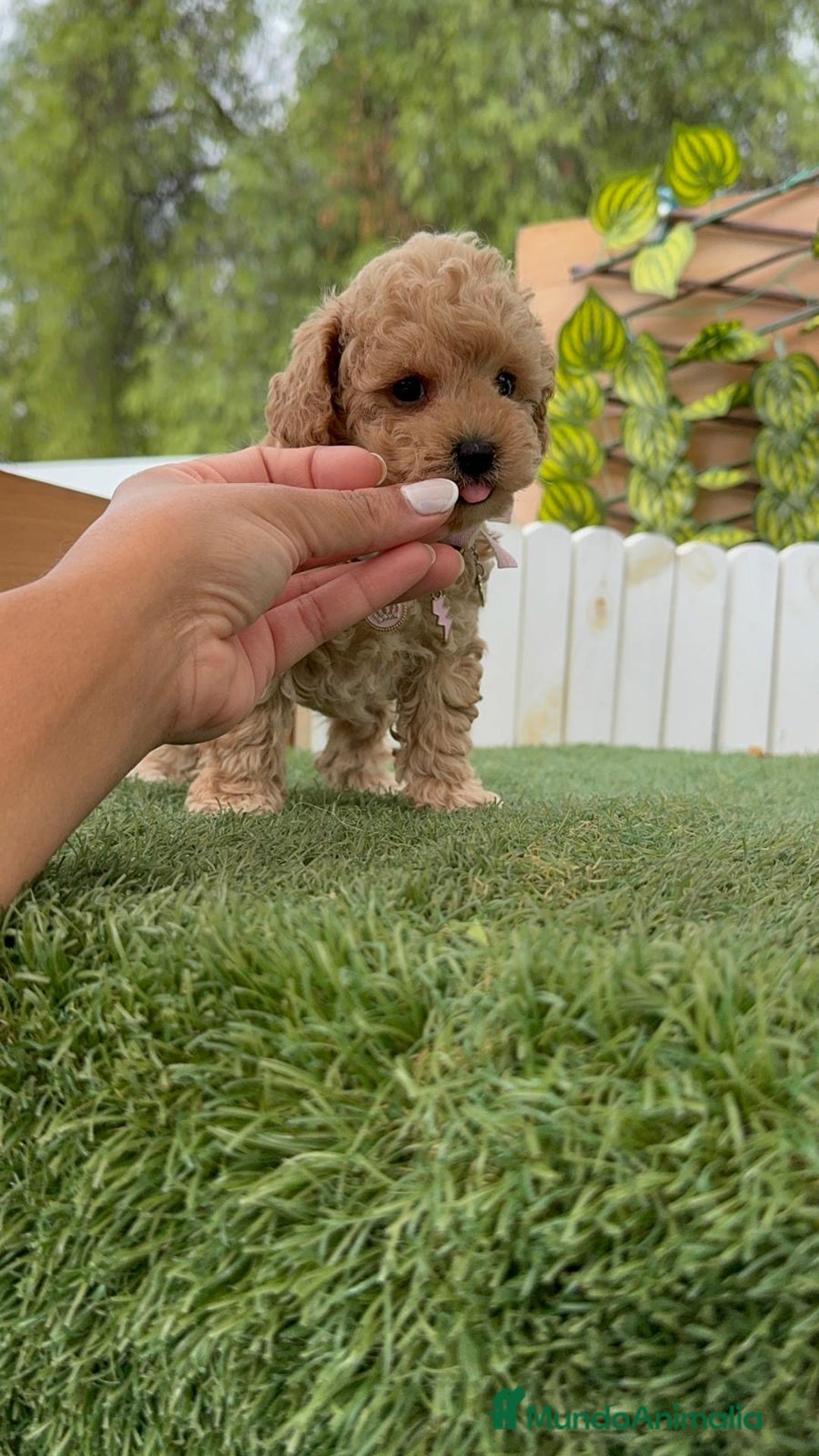 Caniche Toy perros en venta: CANICHE TOY HEMBRA - Imagen 21