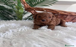Caniche Toy perros en venta: CANICHE TOY ROJO MCHO, ENVIO A TODA ESPAÑA - Imagen 15