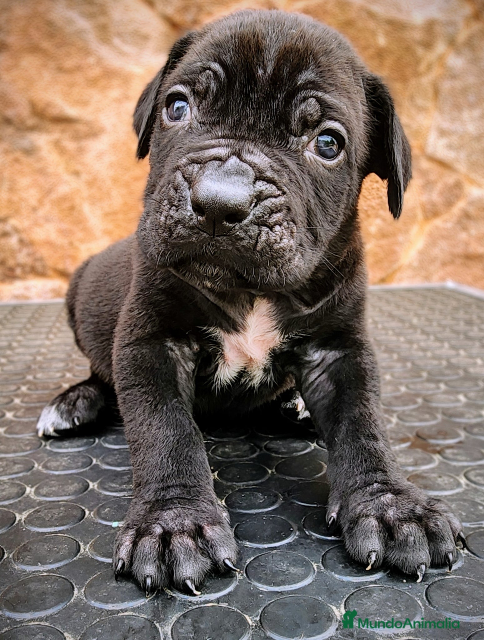 Cane Corso perros Cane corso - Anuncio 6